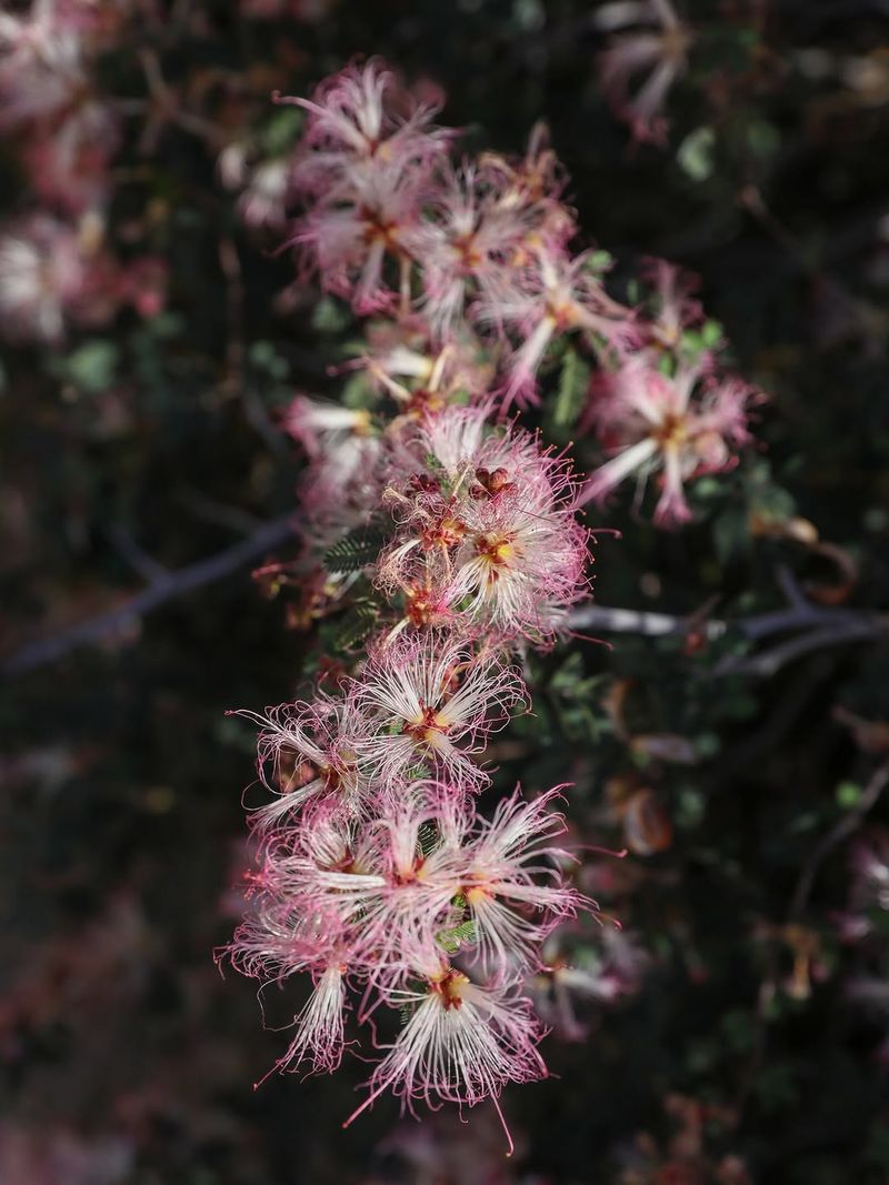 Fairy Duster Attracts Hummingbirds In Spring Fairy Duster Attracts Hummingbirds In Spring