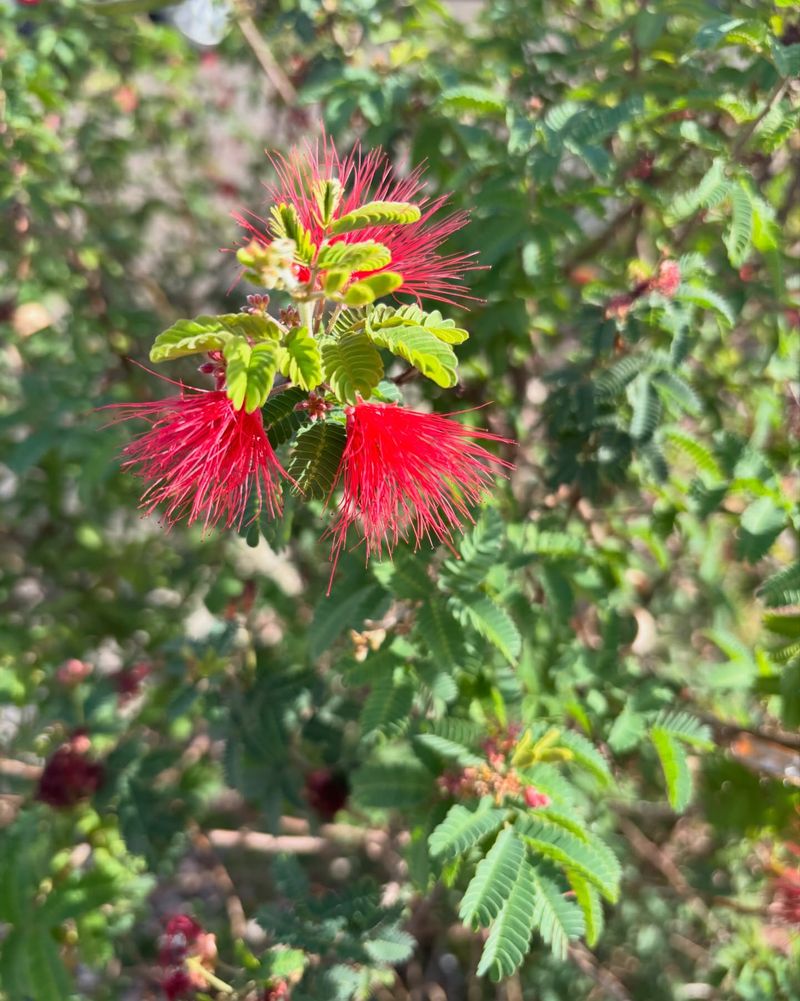 Fairy Duster Brings Airy Blooms To Dry Arizona Beds