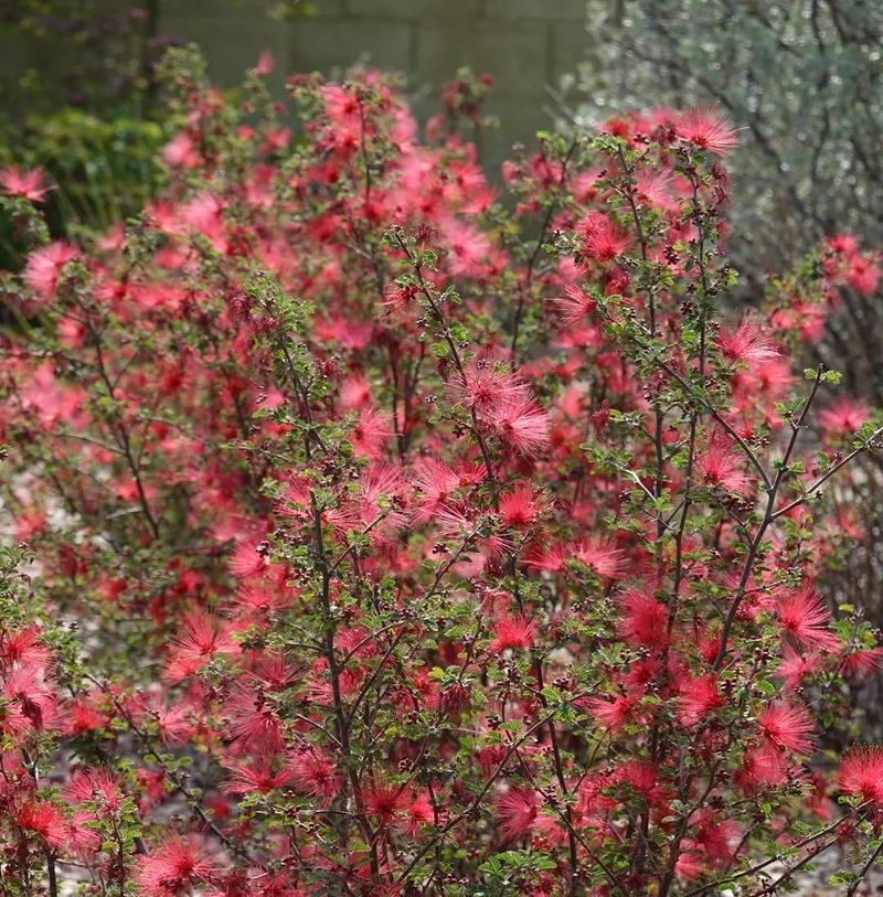 Fairy Duster Creates A Softer Hedge Line