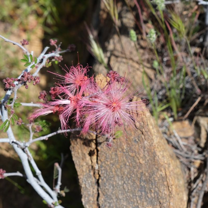 Fairy Duster Keeps Fine Green Foliage