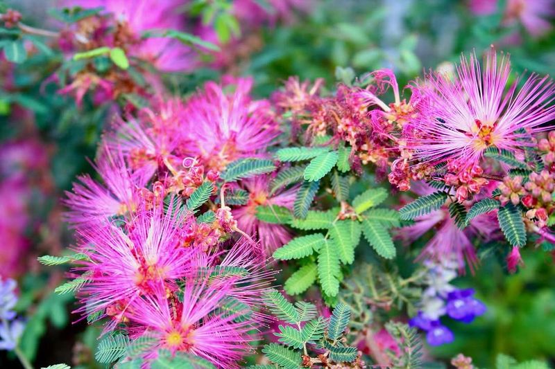 Fairy Duster Produces Fresh Growth During Humid Weather Fairy Duster Produces Fresh Growth During Humid Weather