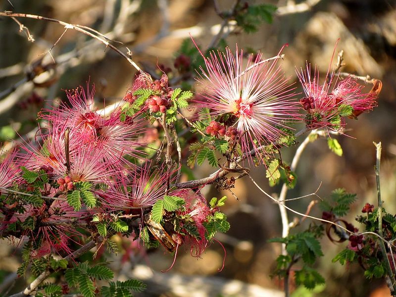 Fairy Duster Softens Bare Ground Beneath Desert Trees