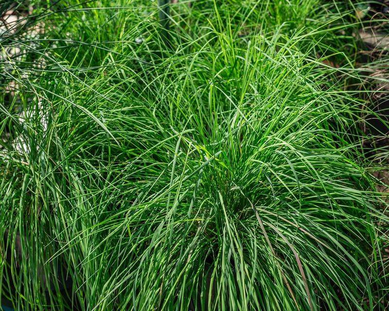 Fakahatchee Grass Adds High-End Texture Without Fuss Fakahatchee Grass Adds High-End Texture Without Fuss