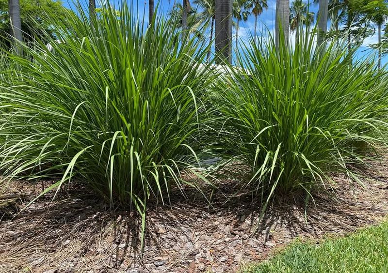 Fakahatchee Grass Gives Big Texture Without Big Demands