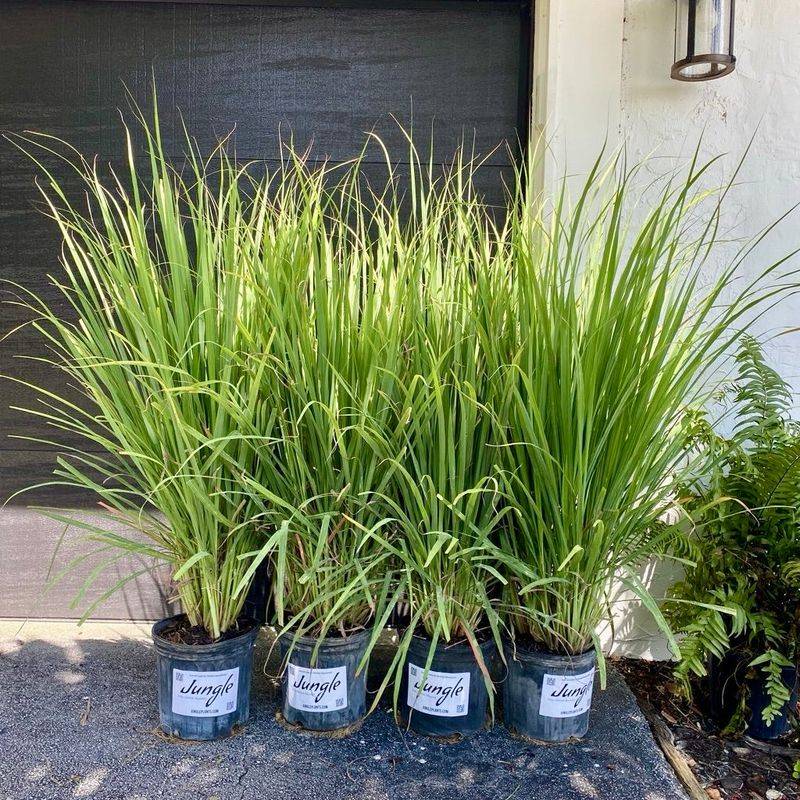 Fakahatchee Grass Gives Larger Yards A Lizard-Friendly Edge