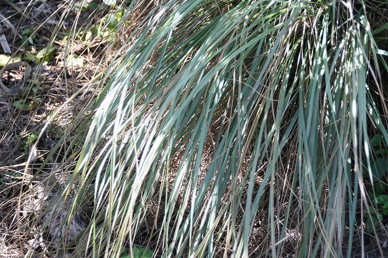Fakahatchee Grass Protects Wide Edges With Bold Clumps