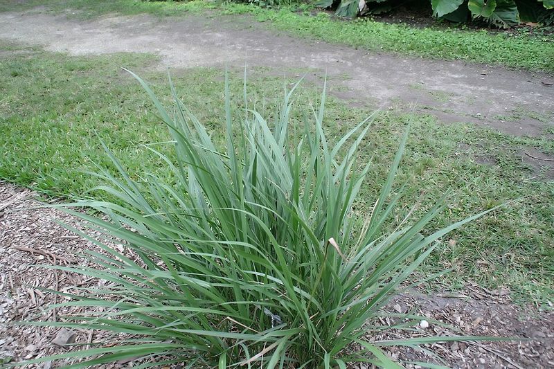 Fakahatchee Grass Refills With Bold Native Texture
