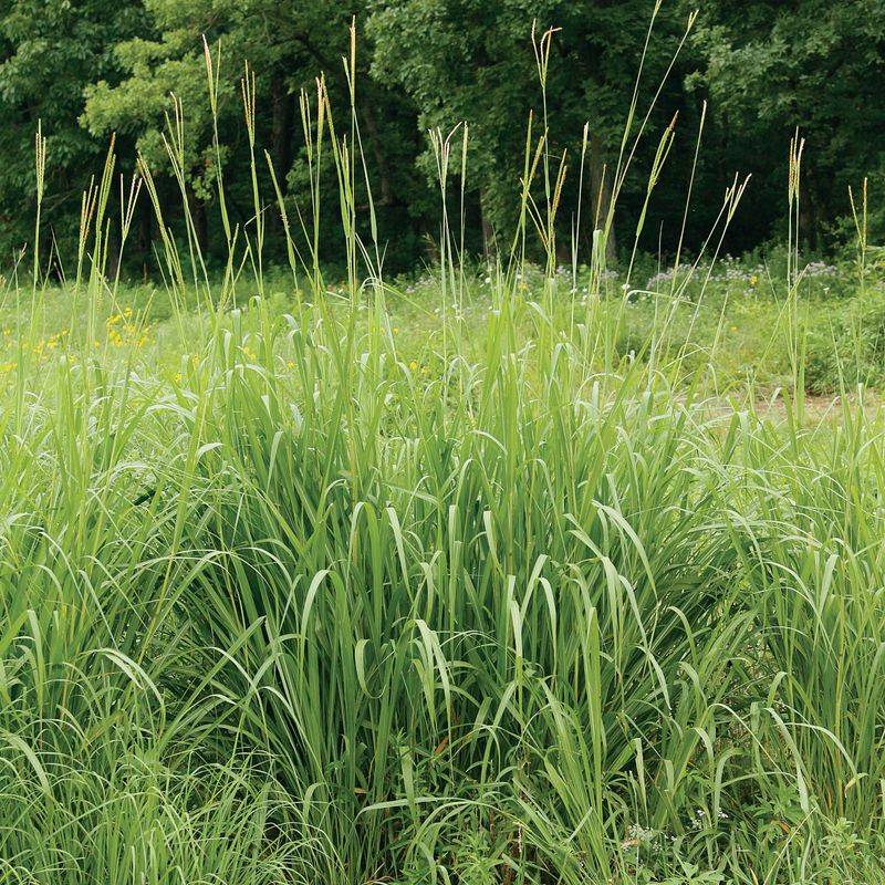 Fakahatchee Grass Softens Corners With Expensive Texture Fakahatchee Grass Softens Corners With Expensive Texture