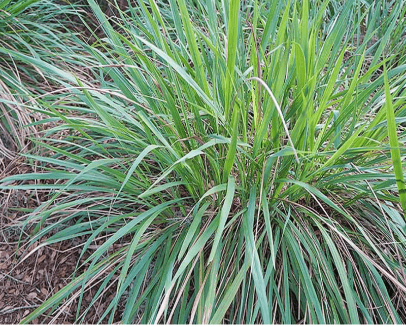 Fakahatchee Grass Turns Larger Spaces Into Wildlife Corridors