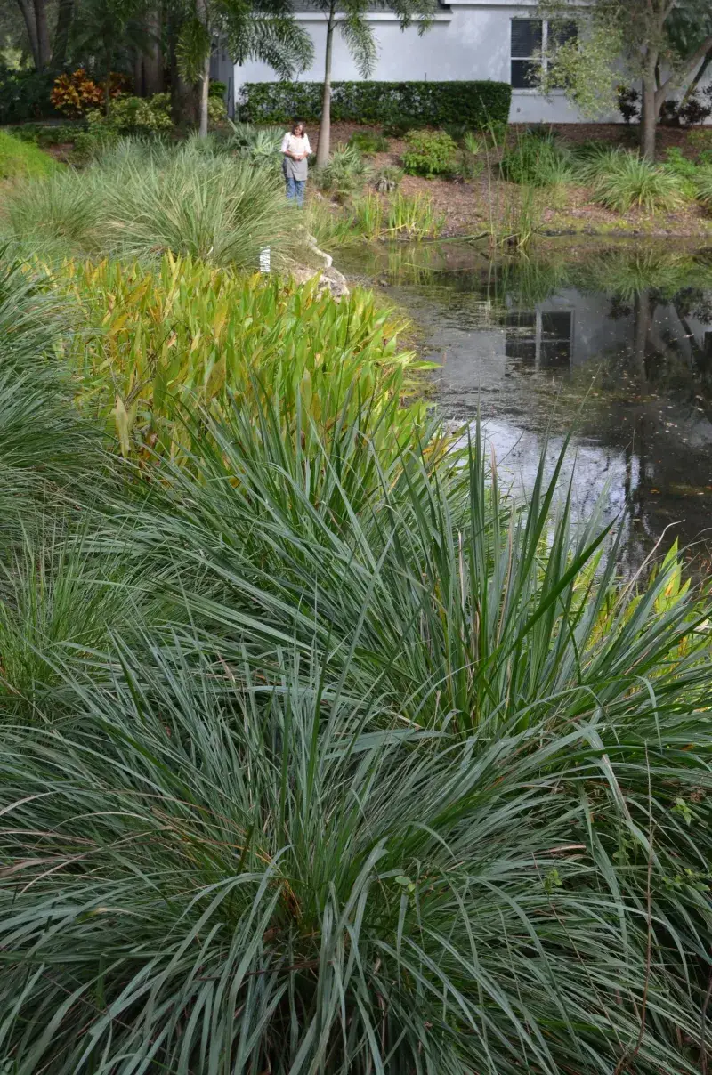Fakahatchee Grass Works In Moist Areas Fakahatchee Grass Works In Moist Areas