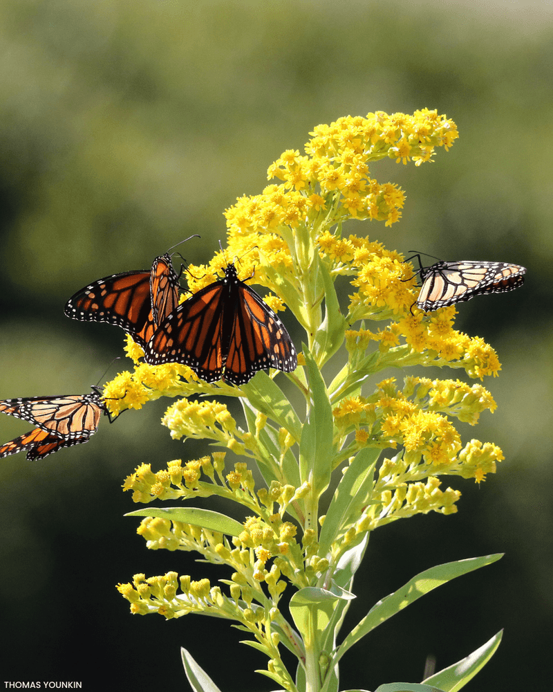 Fall Garden Beauty With Butterfly Value