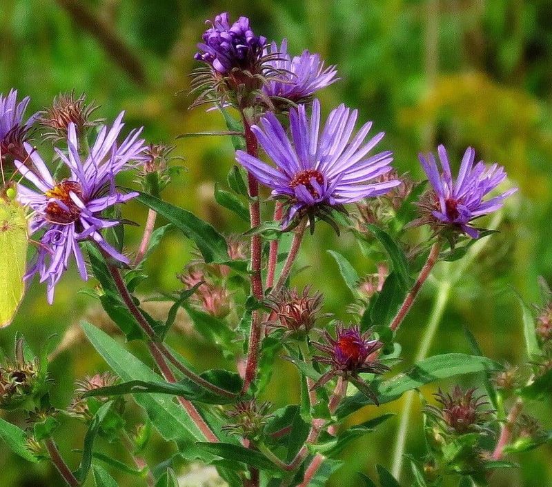 Fall Gardens Get One Last Show