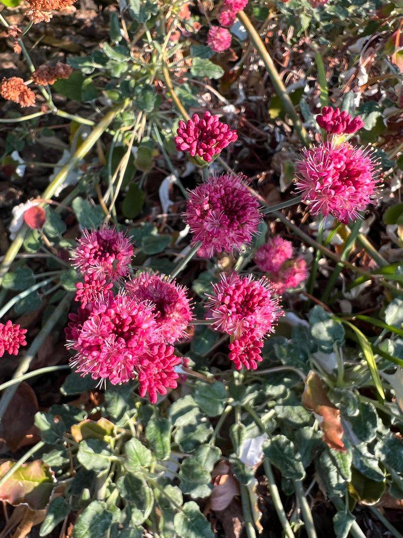 Fall Growth Can Refresh The Garden