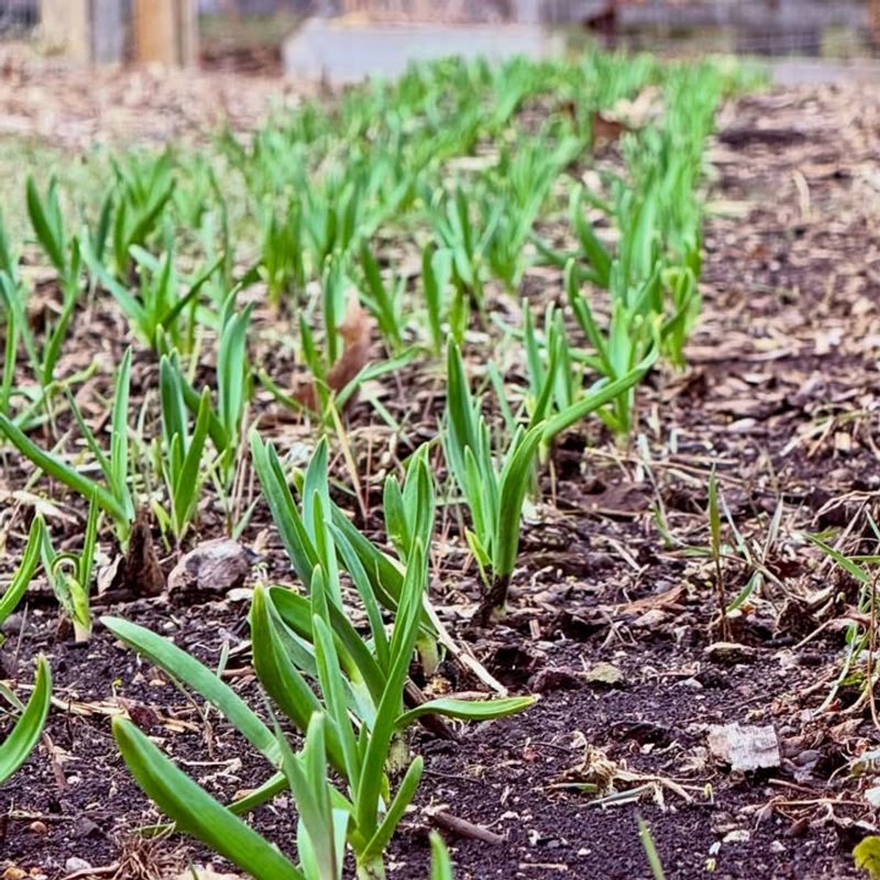 Fall Is The Right Time To Plant Garlic In Illinois