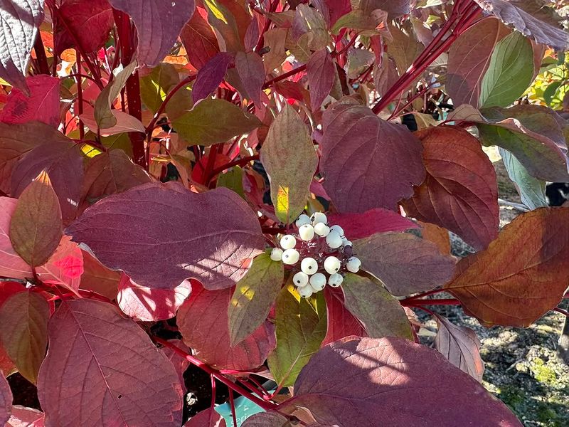 Fall Leaves Add Color Before The Stems Take Over