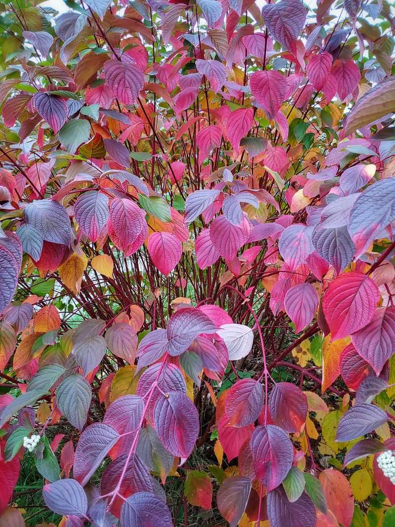 Fall Leaves Add One More Color Shift Fall Leaves Add One More Color Shift