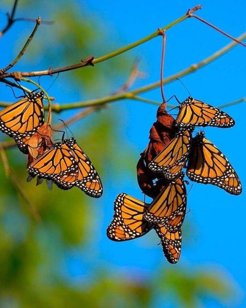 Fall Migration Gives The Visit A Deeper Meaning Fall Migration Gives The Visit A Deeper Meaning