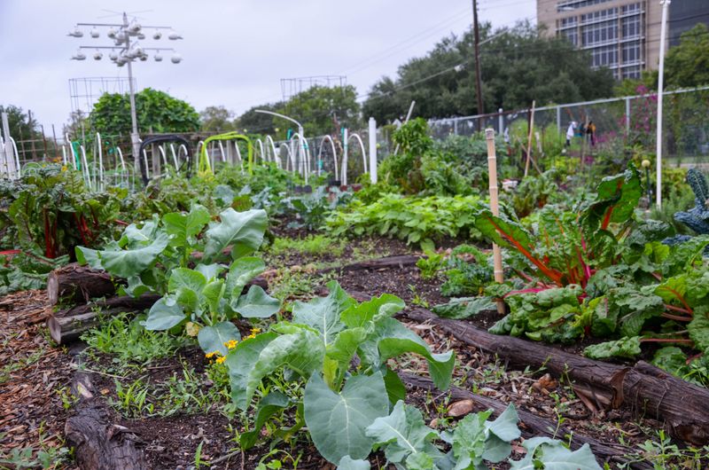 Fall Planting Dates Arrive Earlier Than Many Texans Expect Fall Planting Dates Arrive Earlier Than Many Texans Expect