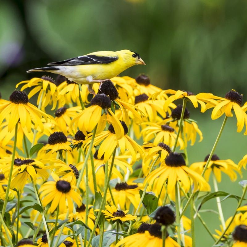 Fall Seed Heads Feed Birds And Add Winter Interest