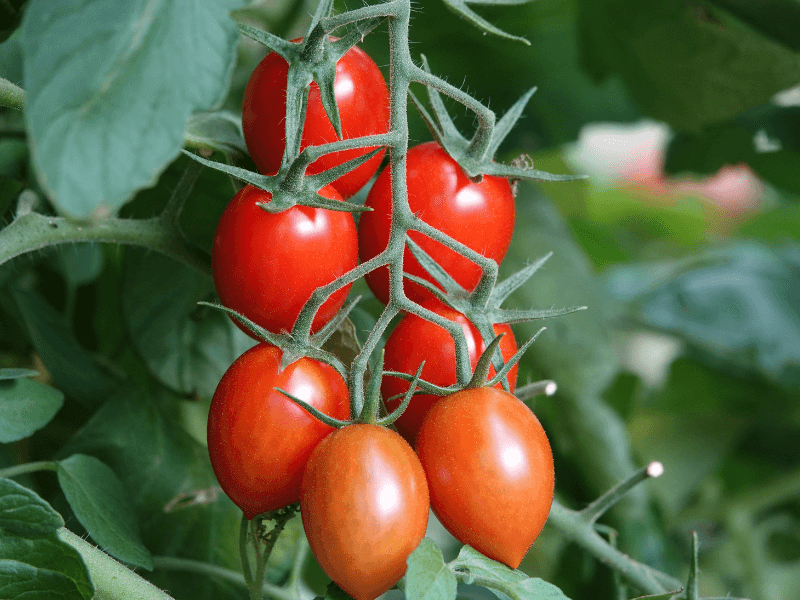 Fall Tomatoes And Peppers Need Early Timing Fall Tomatoes And Peppers Need Early Timing