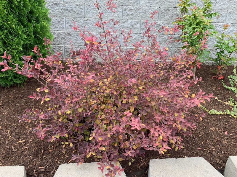 Fall Yard Cleanup Quietly Eliminates The Following Spring's Bloom Season Fall Yard Cleanup Quietly Eliminates The Following Spring's Bloom Season