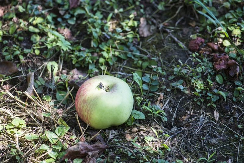Fallen Apples And Pears