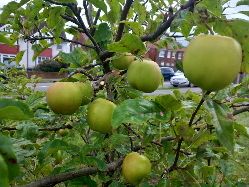 Fallen Apples Bring Yellowjackets Lower Fallen Apples Bring Yellowjackets Lower
