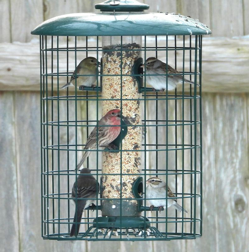Fallen Bird Seed Under Feeders