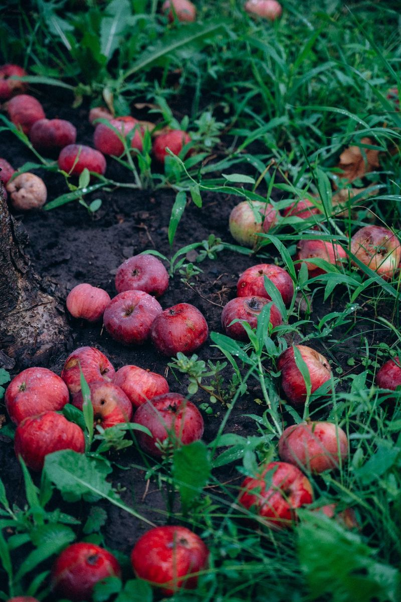 Fallen Fruit Beneath Trees Fallen Fruit Beneath Trees