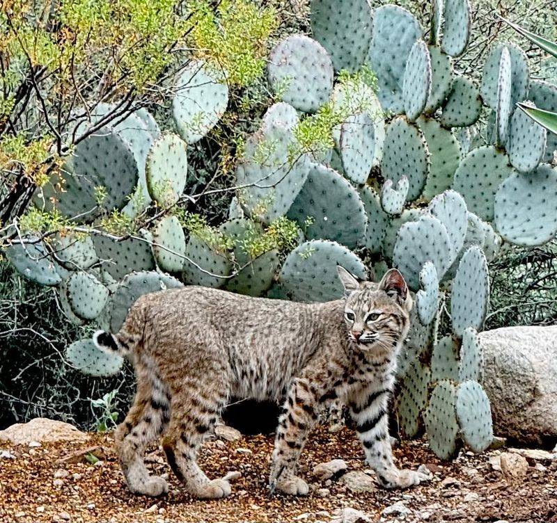Fallen Fruit Brings In Small Animals
