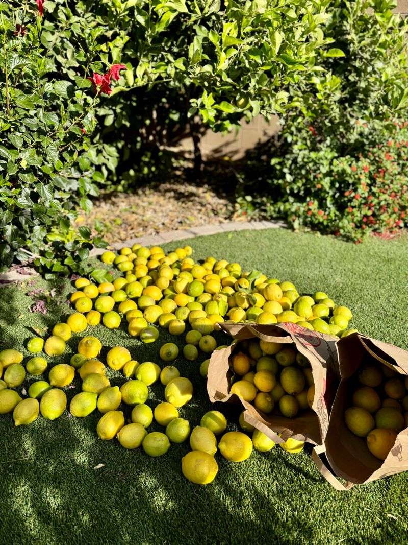 Fallen Fruit Can Attract More Activity Fallen Fruit Can Attract More Activity