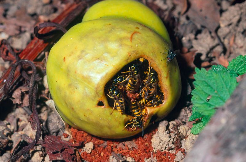 Fallen Fruit Is Feeding More Insects Near The Tree