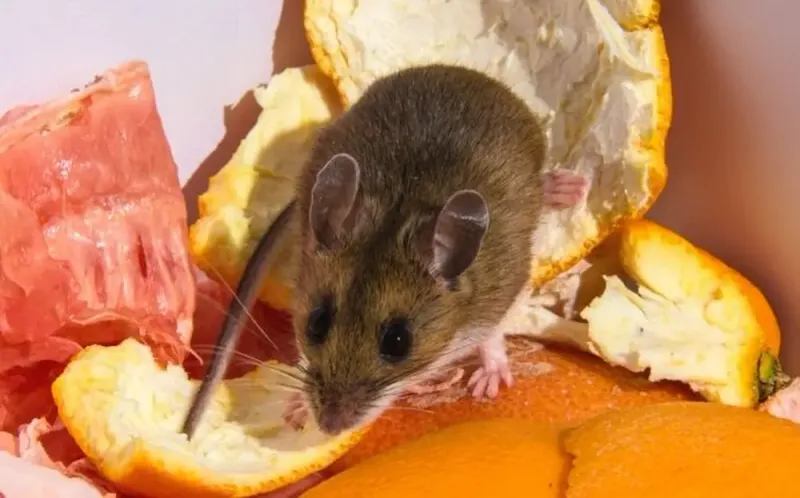 Fallen Fruit Keeps Them Coming Back