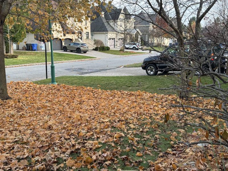Fallen Leaves Usually Become Your Cleanup Problem Fallen Leaves Usually Become Your Cleanup Problem
