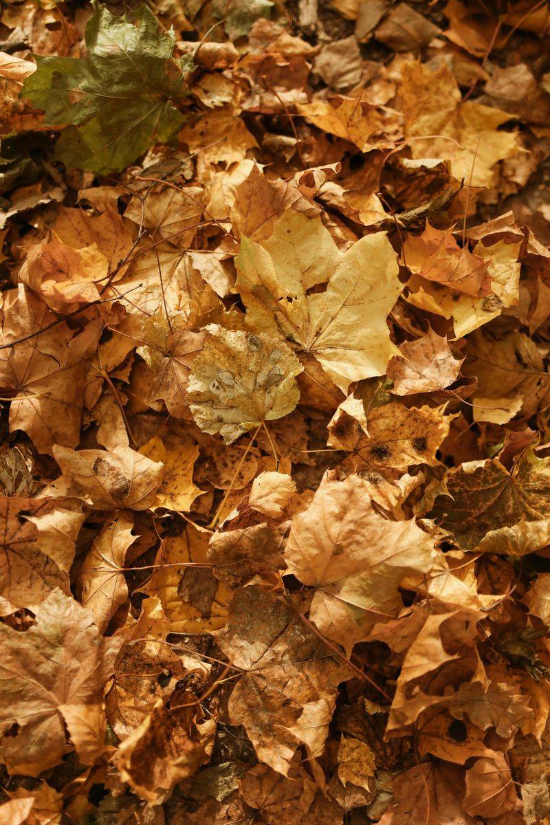 Fallen Leaves