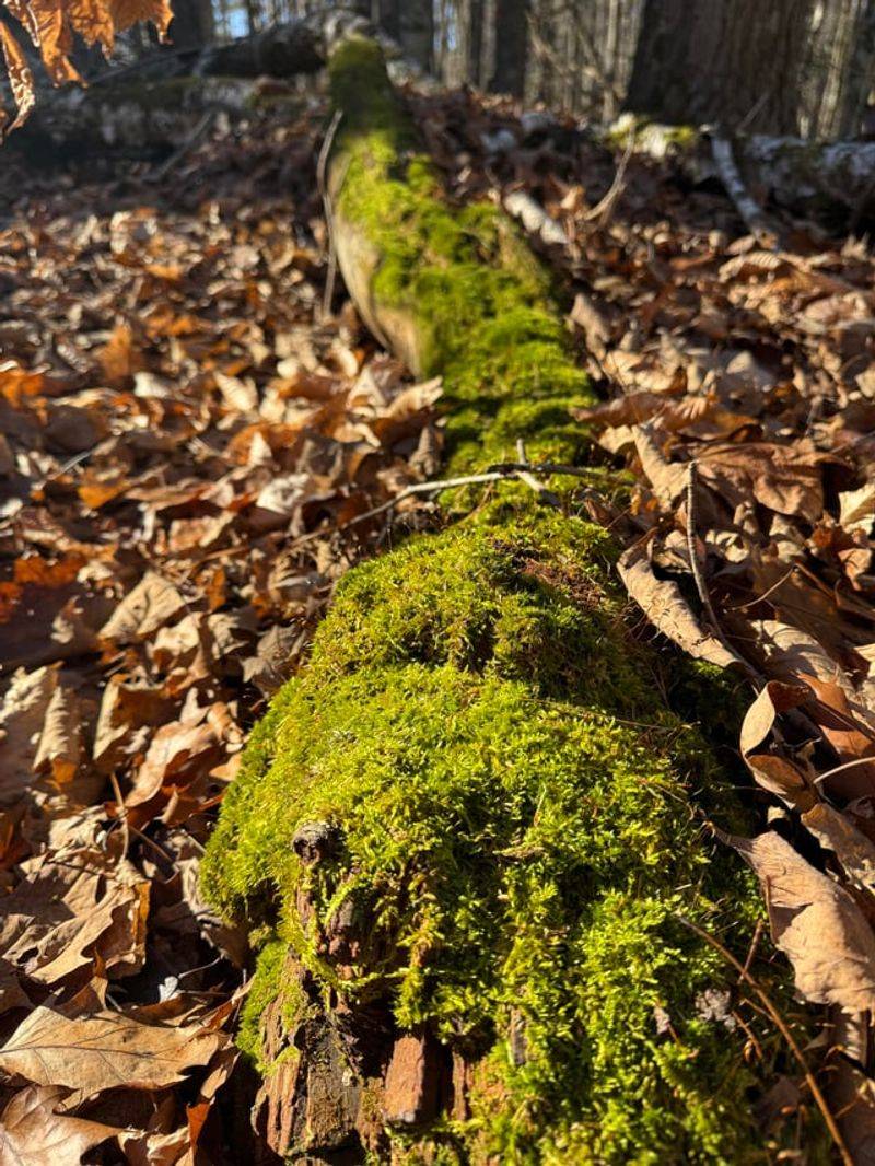 Fallen Logs Create Shelter Fireflies Depend On Fallen Logs Create Shelter Fireflies Depend On