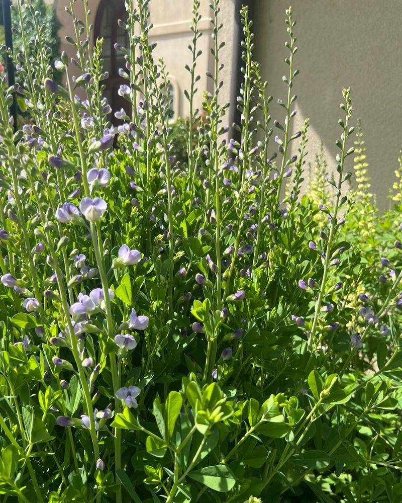 False Indigo Gives Early-Season Bees Something To Forage False Indigo Gives Early-Season Bees Something To Forage