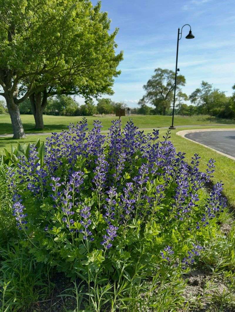 False Indigo Stays Tough Through Long Summer Heat False Indigo Stays Tough Through Long Summer Heat