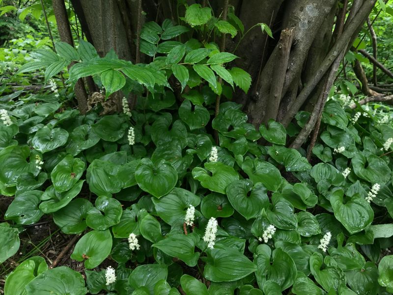 False Lily-Of-The-Valley Covers Moist Woodland Ground False Lily-Of-The-Valley Covers Moist Woodland Ground