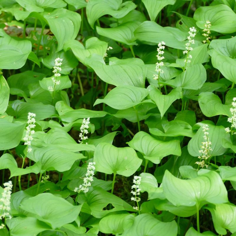 False Lily-Of-The-Valley Spreads Through Cool Shade Like Living Mulch