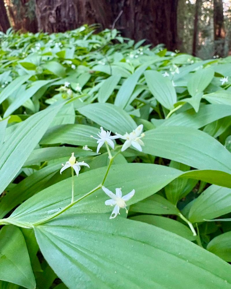 False Lily-Of-The-Valley Spreads Through Cool Woodland Edges False Lily-Of-The-Valley Spreads Through Cool Woodland Edges