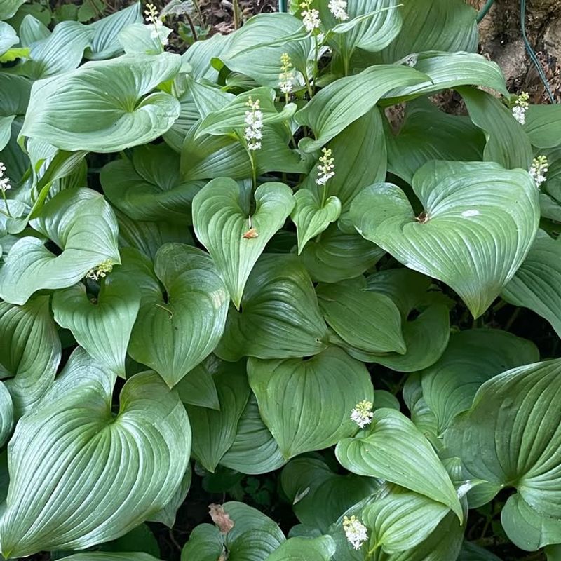 False Lily-Of-The-Valley