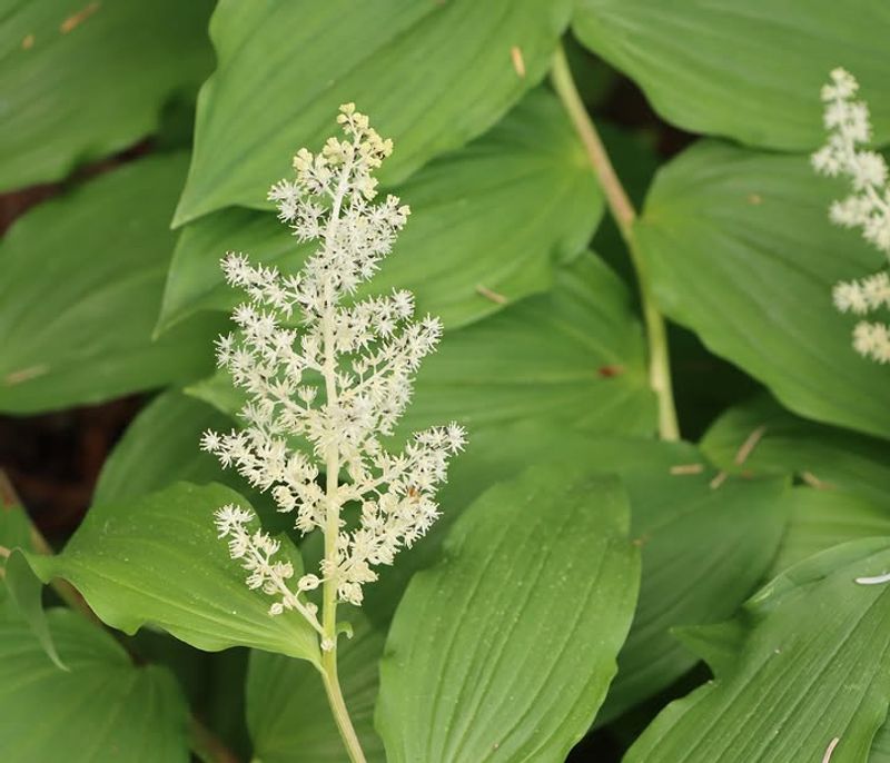 False Solomon's Seal False Solomon's Seal