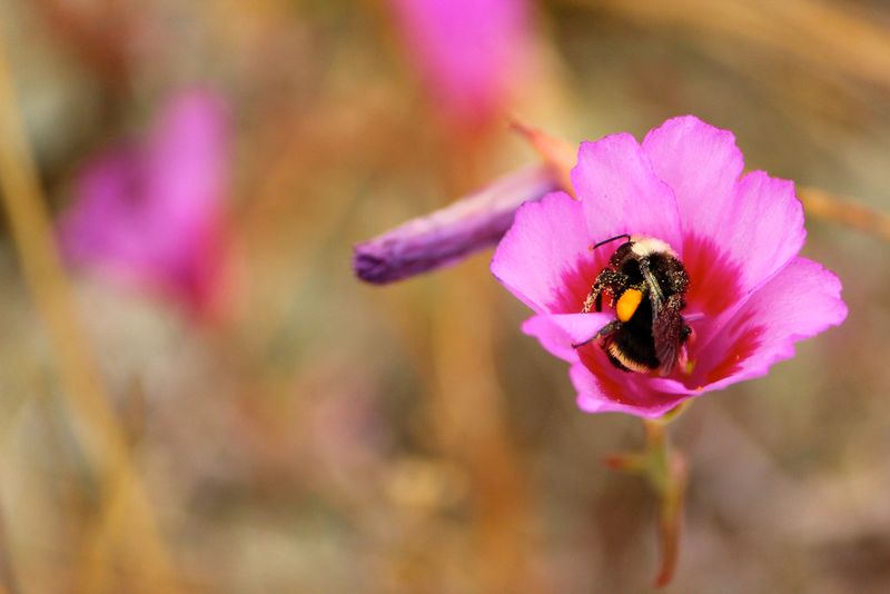Farewell-To-Spring Gives Bees A Big Early-Summer Push