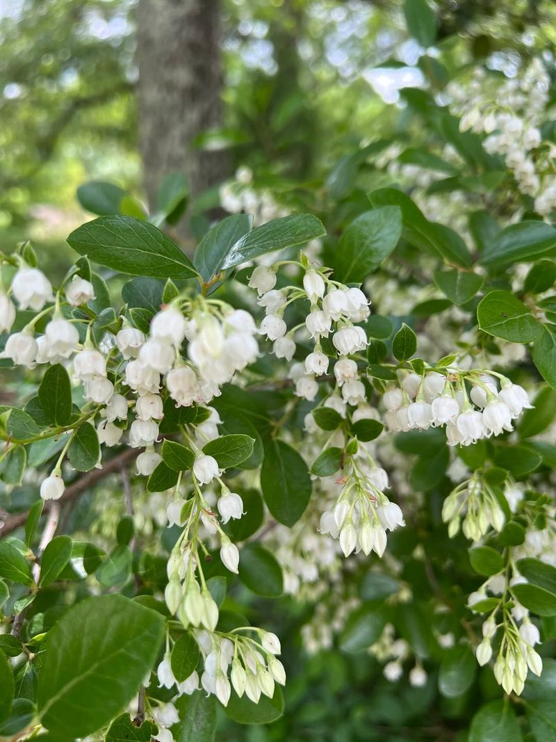 Farkleberry Adapts To Drier Garden Sites