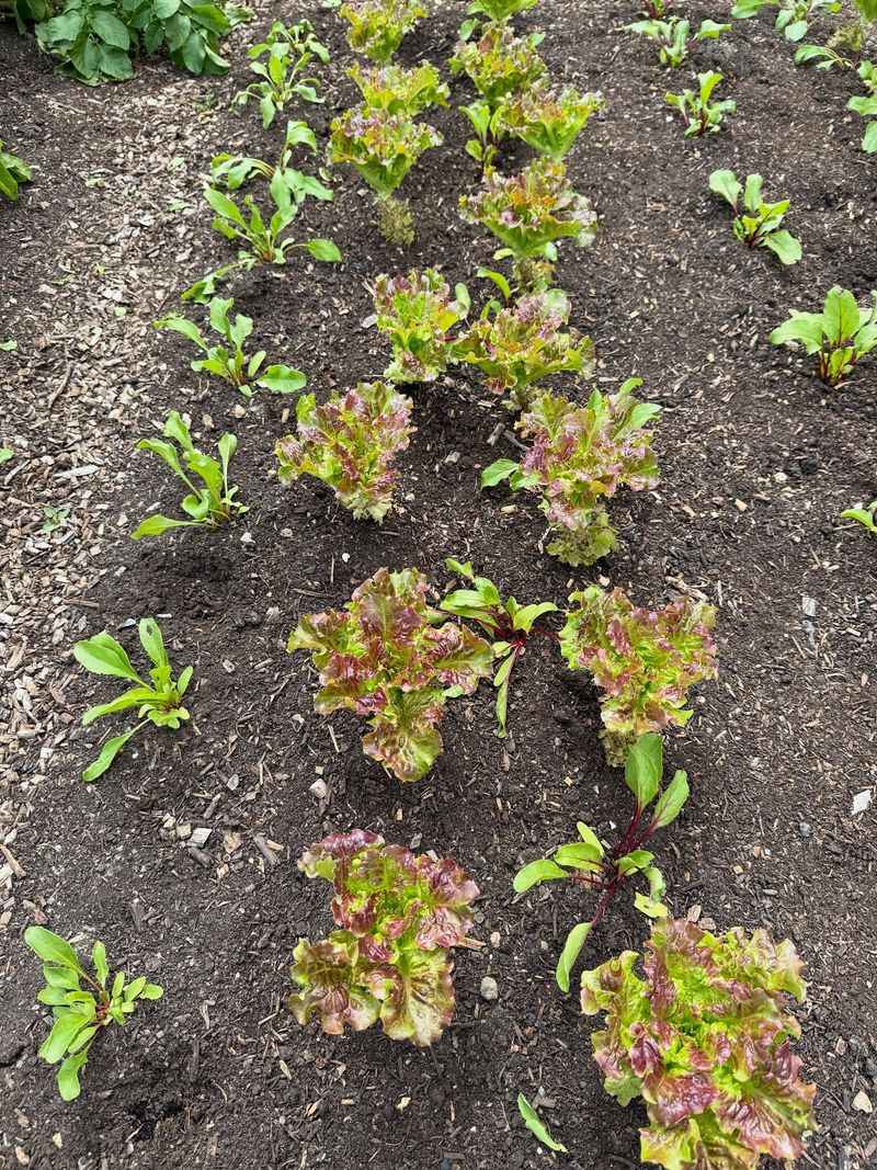 Fast Crops Keep Motivation High For Beginners