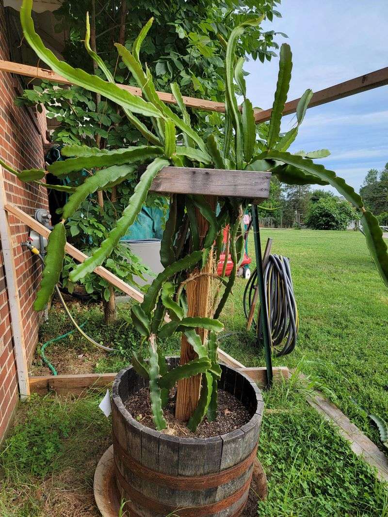 Fast-Draining Soil Keeps Roots From Rotting Fast-Draining Soil Keeps Roots From Rotting