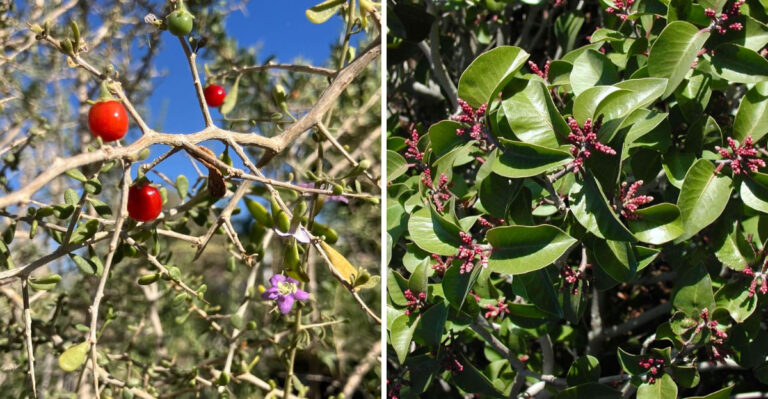 Fast-Growing Native Arizona Hedges That Stay Green Without Constant Watering