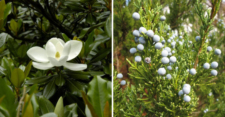 Fast-Growing Trees That Actually Survive North Carolina Coastal Wind And Sandy Soil