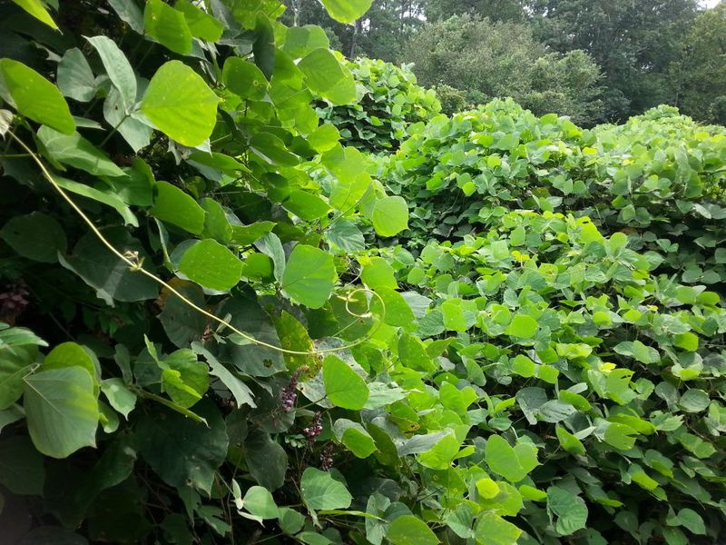 Fast Reporting Helps Keep Kudzu From Spreading Fast Reporting Helps Keep Kudzu From Spreading